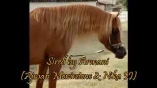 Arabian horse pur sang arabe  Aman sired by Armani Ajman Moniscione amp Nika II by Koronec [upl. by Nuavahs541]