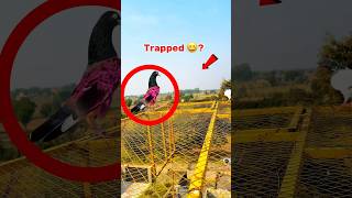 kabootar Pakerty Time Moye Moye Ho GYA  pigeonvideos bird pigeonlover kabutar trapped kabutr [upl. by Ysle]