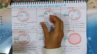 Formation of A B and H antigens  ABO Blood Grouping PART1 medicologylectures [upl. by Malynda417]