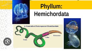 HEMICHORDATA characteristics amp classification phylum HEMICHORDATA  acorn worm 11thbiology [upl. by Arekahs443]