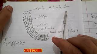 Euplectella  Labelled diagram amp Structure  Phylum Porifera Urdu  Hindi [upl. by Adnerad]