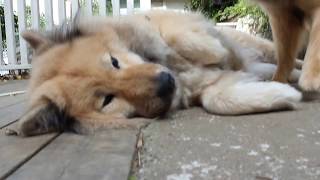 Carve Canem Eurasier Morning play [upl. by Zedecrem]