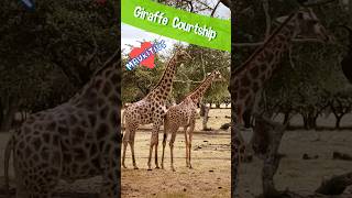 🦒🦒Giraffe Courtship mauritius [upl. by Necila]