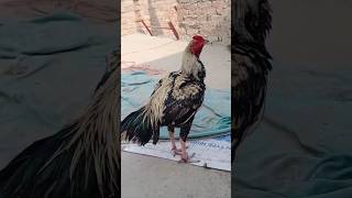 Aseel roosterviralvideo birds roosters [upl. by Neddy]