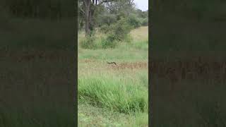 Dramatic Escape Impala Outsmarts Wild Dogs by Diving into Water [upl. by Vullo]