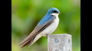 TREE SWALLOW juveniles [upl. by Regen]