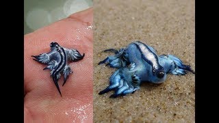 5 Facts about Glaucus Atlanticus Blue sea slug [upl. by Ilrahc]