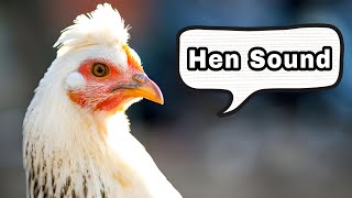 Hen Sound Effect 🐔  Murgi Ki Awaaz  Chicken Song [upl. by Yhtorod]