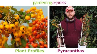 Plant Profile  Pyracanthas [upl. by Eylk]