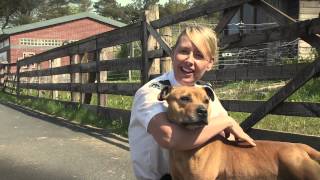 Scottish SPCA staffie song [upl. by Velick]