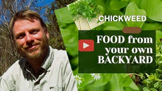 Chickweed Food from Your Own Backyard foraging naturalfood chickweed [upl. by Asik]