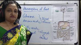 Absorption Assimilation and Egestion  A Complete process of digestive system Absorption [upl. by Anehsat]