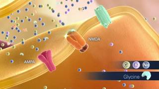 Glutamate Animation Scene02 NMDA Activation 072312 [upl. by Aihsinat985]