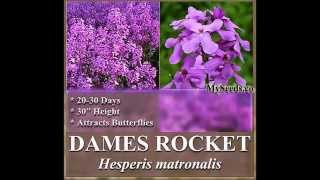 Dames Rocket Seed Queen’s Gilliflower  Hesperis matronalis FLOWER SEEDS on wwwMySeedsCo [upl. by Annahgiel]