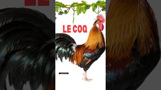 Description du coq  Expression écrite en français  5ème année primaire الخامسة الديك [upl. by Lisette]