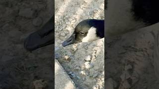 Goose alert canadagoose backyardnature birds new [upl. by Hagi]