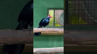 Violet Turaco Exotic Bird at Creekwood Aviary Pune India [upl. by Etneciv]