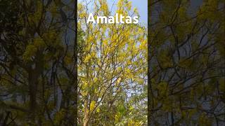 I ❤️ Amaltas youtube flowers garden [upl. by Drhacir]