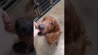 Dog dances for treats 😆 doggroomer irishsetter goldenretriever [upl. by Debee315]