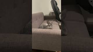 Rabbit invades couch [upl. by Imoin]