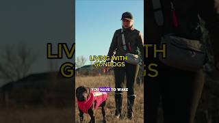 Living with gundogs gundog gundogtraining dogtraining [upl. by Orlan]