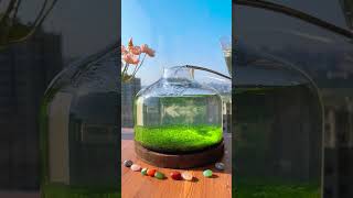 beautiful mini aquarium setup small aquarium setup aquarium shortvideo shorts [upl. by Acihsay]