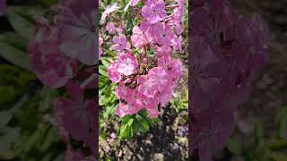 Flowers 🌺 Edinburgh Saughton Park [upl. by Georgia]