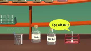 Test for Carbohydrates Proteins and Fats  MeitY OLabs [upl. by Hemingway]