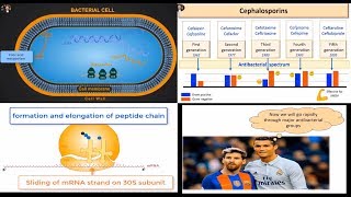 Antibacterial Antibiotics General Review beta lactams protein inhibitors and quinolones [upl. by Reed]