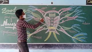 Nauplius larva explained by Biospair [upl. by Wilden]