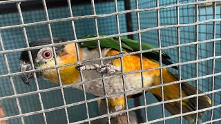 Rio My Black Headed Caique [upl. by Sande335]