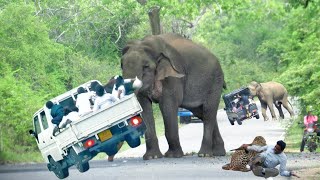 World Most heartbreaking encounter Elephant Attack On a forest road [upl. by Margarita]