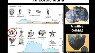 Lecture 2 Ordovician and Silurian [upl. by Tacy394]