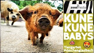 Tiergarten Mönchengladbach Nachwuchs bei den KuneKuneSchweinen 🐽  zoosmedia [upl. by Adriena]