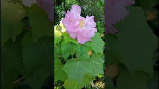 Hibiscus mutabilis Malvaceae family nature forestflower trending flora garden wildflowers [upl. by Eidda142]