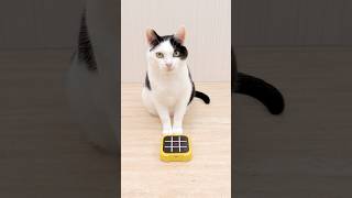 Cat and TIC TAC TOE [upl. by Nwahc]