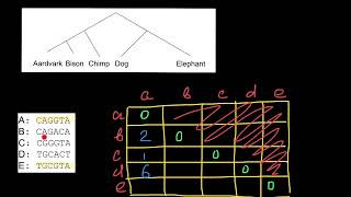 Building Phylogenetic Trees from Molecular Data [upl. by Eerased]