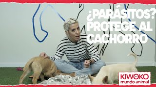 Cómo desparasitar a un perro cachorro  tipos de antiparasitarios✅ [upl. by Ahtaela]