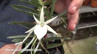 OrchidWeb  Angraecum didieri [upl. by Lamarre]