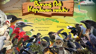 BURUNGBURUNG ENDEMIK KEPULAUAN MALUKU DAN SUARA ASLINYA [upl. by Schmeltzer336]