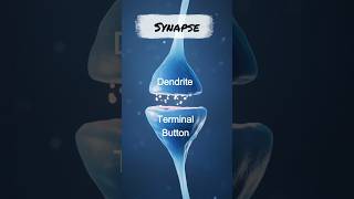 Synapse Explained Less Than 30 Seconds synapses synapse neuroscience psychology [upl. by Desdamona]