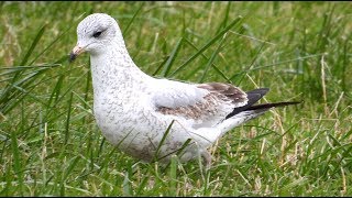 Goélands à bec cerclé migration Ringbilled Gull [upl. by Fitting]