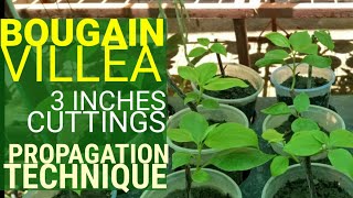 FASTEST TECHNIQUE TO PROPAGATE BOUGAINVILLEAS  3inch Cuttings Bougainvillea Propagation [upl. by Euqinomad]