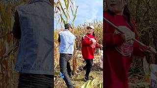 Useful Tool for Agriculture  Rural Farmer Corn Farming 🌽🌽 shorts tools farming ytshots [upl. by Anawot706]