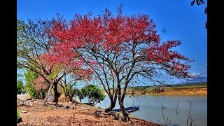 Vọng Cổ  Bên Rặng Ô Môi  Nghệ sĩ Tấn Tài [upl. by Ocnarfnaig]