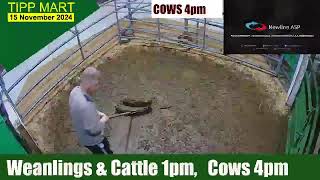 TIPPERARY TOWN MART 15 Nov 2024 Calves Cattle amp cows [upl. by Cirederf273]