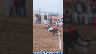 Btao konsa jeeta greyhond dog race greyhound dograce shortvideo shorts viralshort [upl. by Powel75]