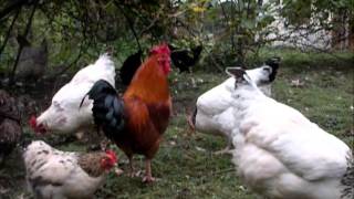 Reportage les poules pondeuses [upl. by Adnuhsor364]