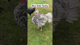 Blue Slate Turkey Gobbler turkey shorts viralshorts farming fyp [upl. by Ariahay]