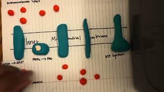 Oxidative Phosphorylation [upl. by Cuda]